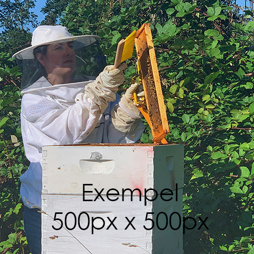 Biodlare som arbetar i bikupa med texten 'Exempel 500px x 500px'